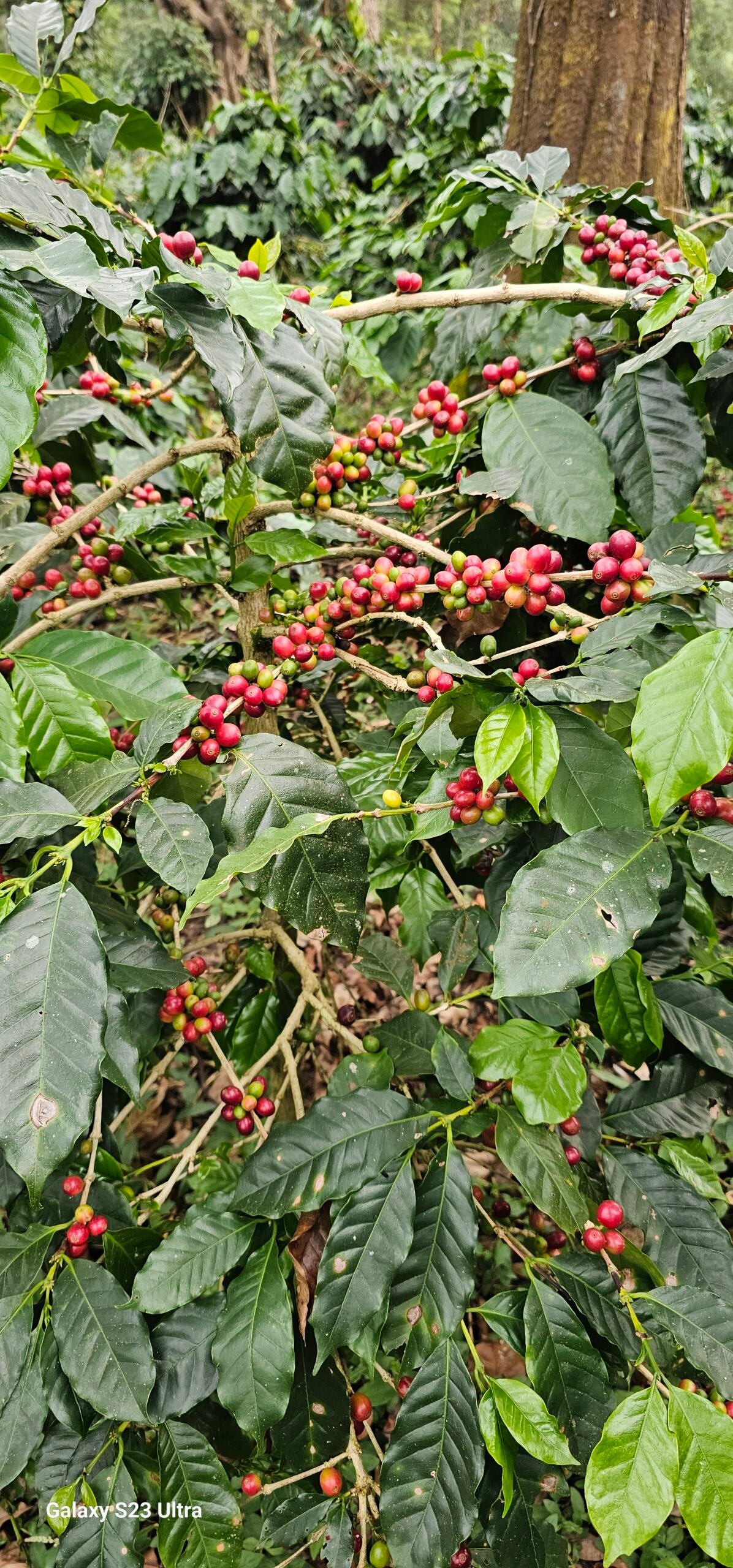 Coffee Farming