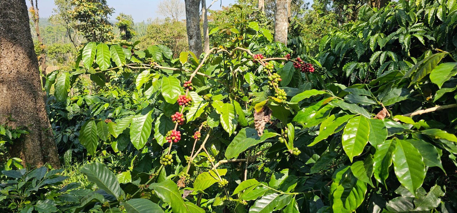 Coffee Harvest