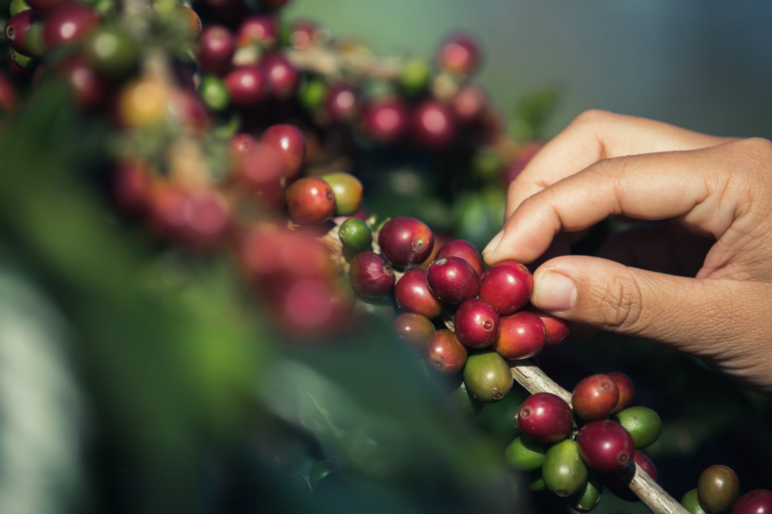 Hand Picked Cherries